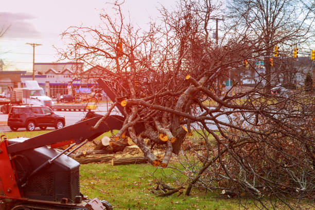Trusted South Boston, VA Tree Care Experts
