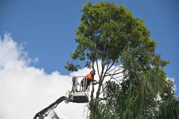 How Our Tree Care Process Works  in  South Boston, VA